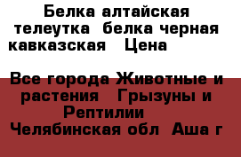 Белка алтайская телеутка, белка черная кавказская › Цена ­ 5 000 - Все города Животные и растения » Грызуны и Рептилии   . Челябинская обл.,Аша г.